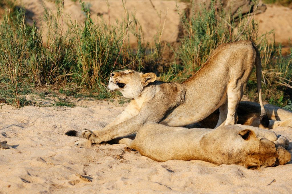 Lioness stretching, Sabi Sand Game Reserve, South Africa